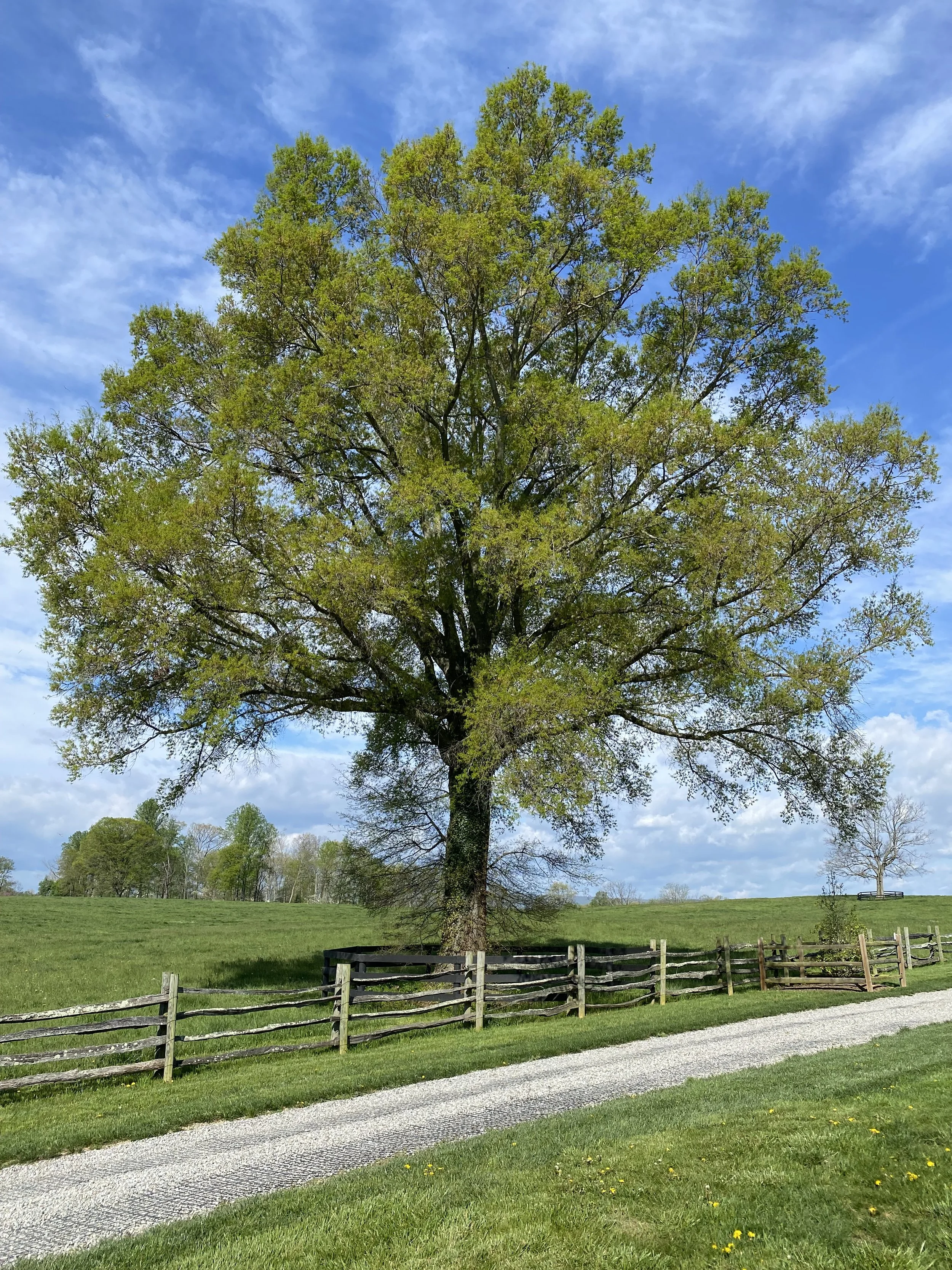 Four Remarkable Oaks of The Midwest and the eastern USA