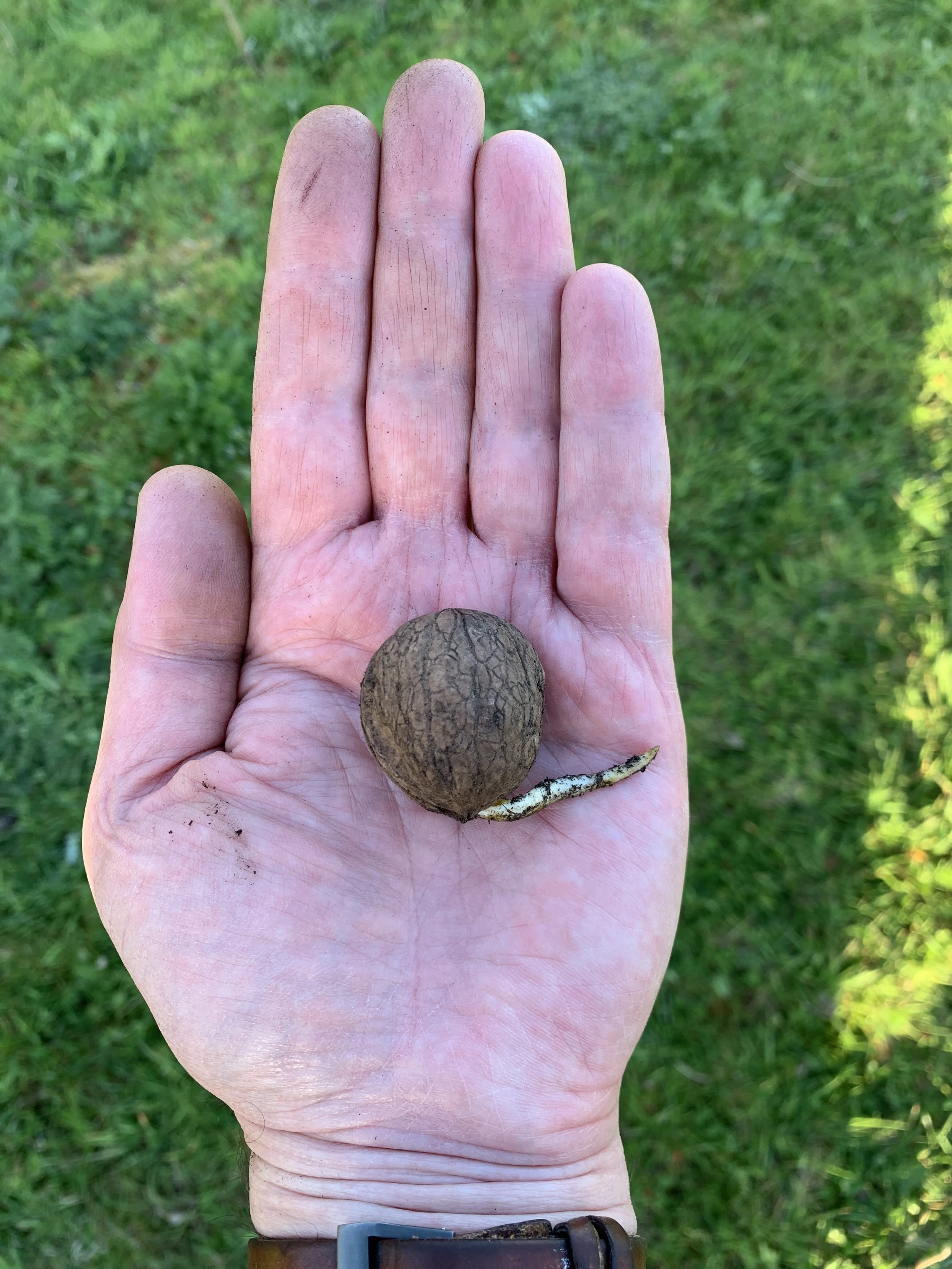 Walnuts at James Wood