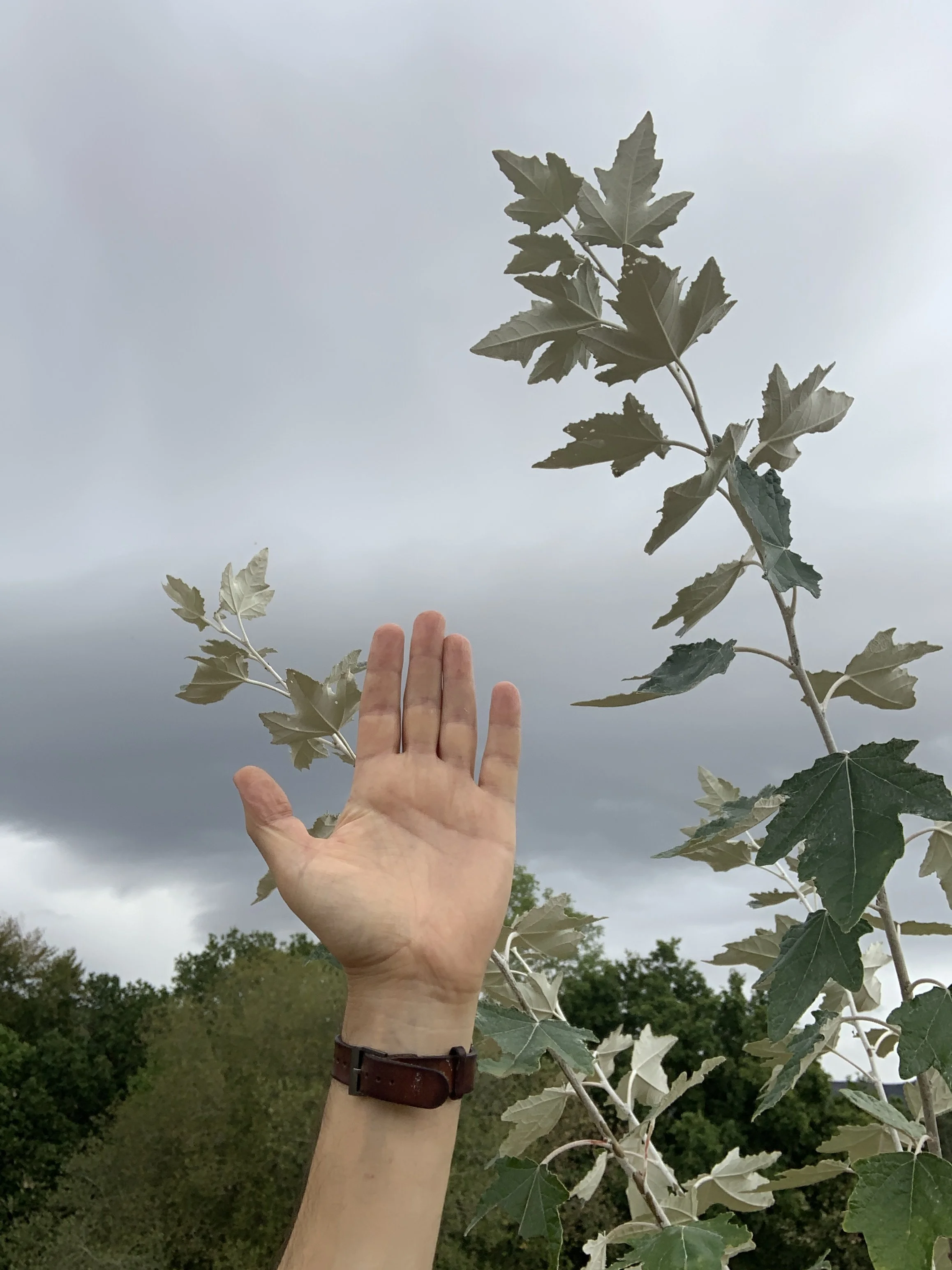 white poplar (Higher than an outstreached arm).JPG