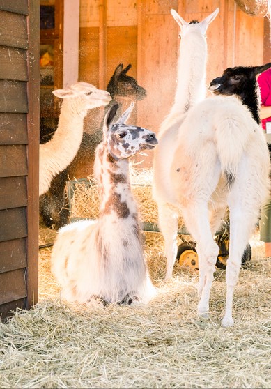 herd in barn.jpg