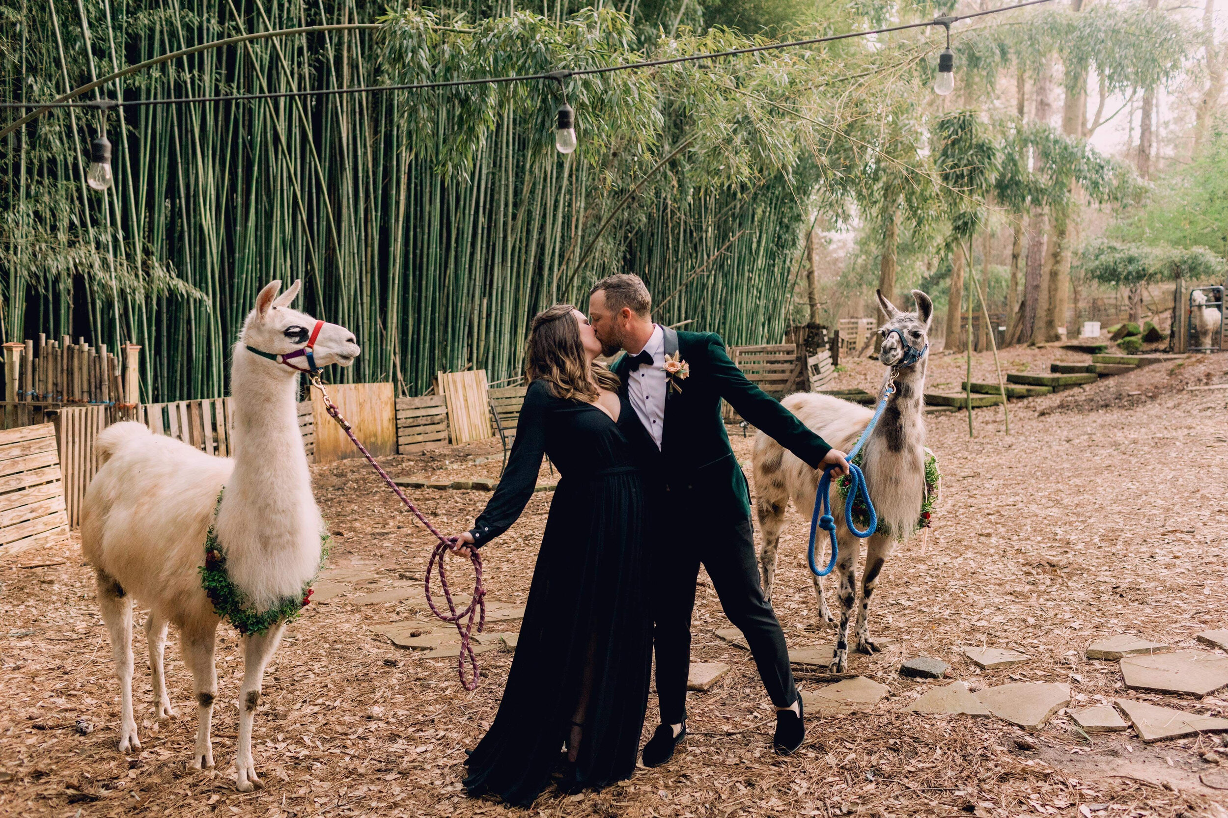 llama wedding.jpg