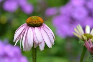 Be Our Guest- Garden Cocktail Party