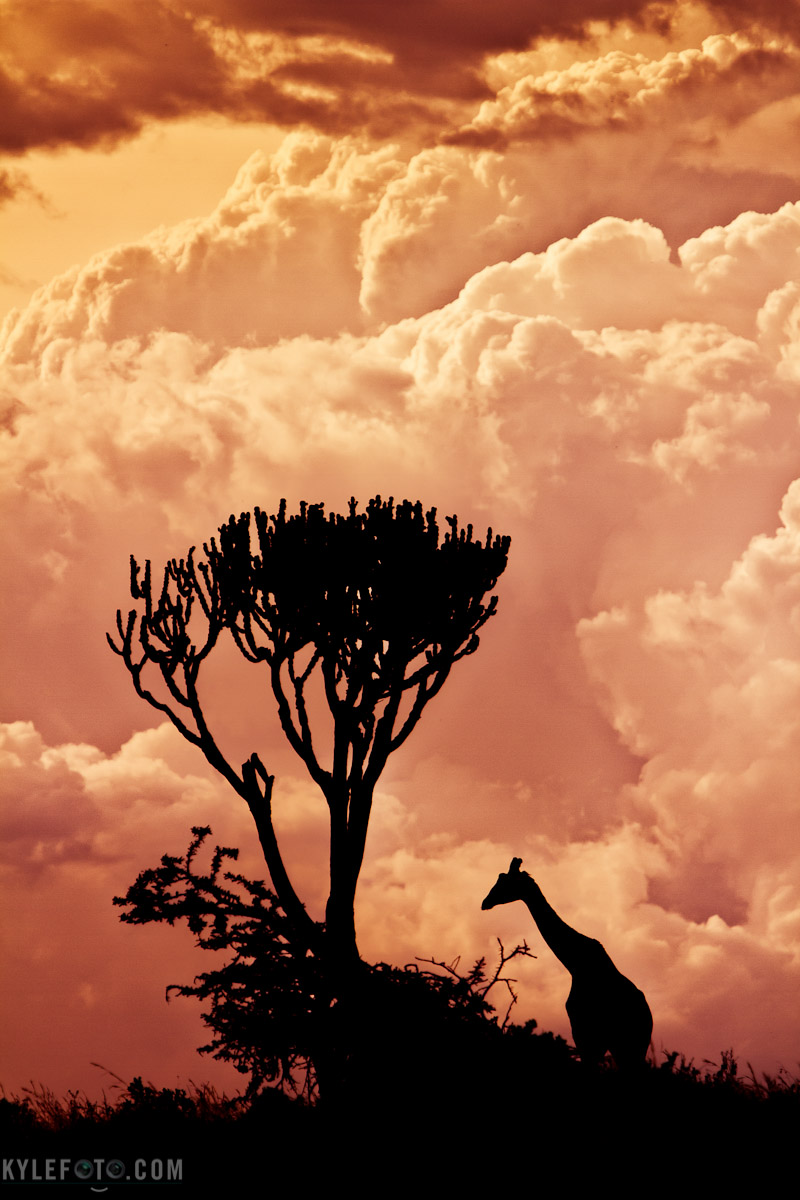 GIRAFFESILHOUETTE-1.jpg