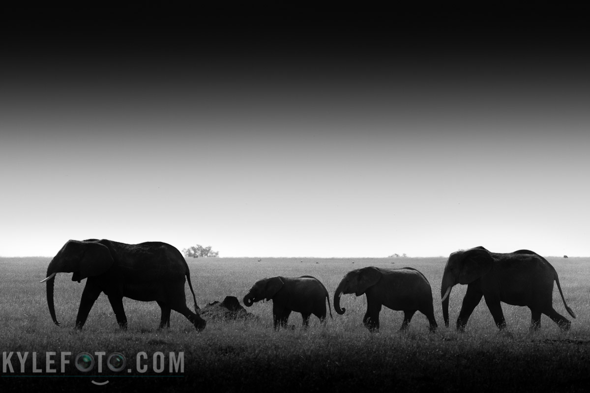 elephant-1.jpg