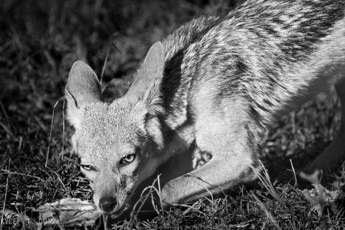fridayjackal-1.jpg