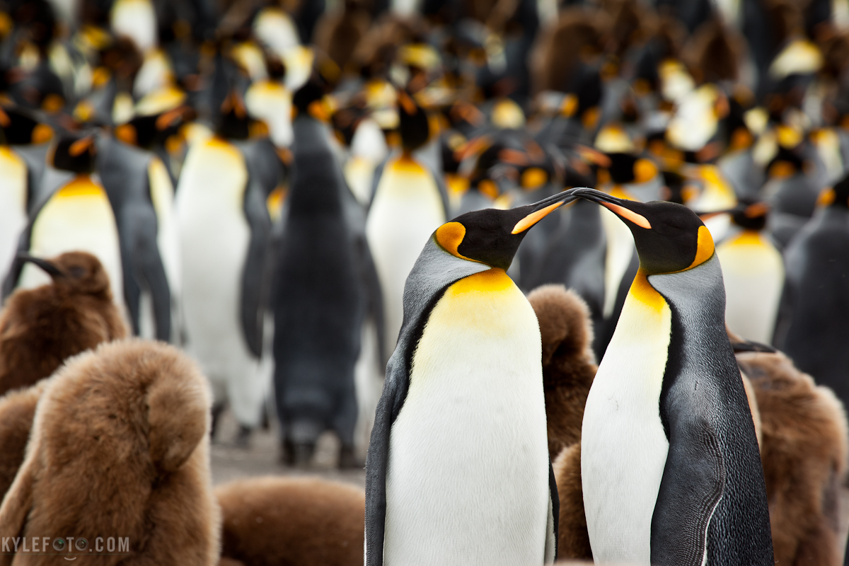 kingpenguin-1.jpg
