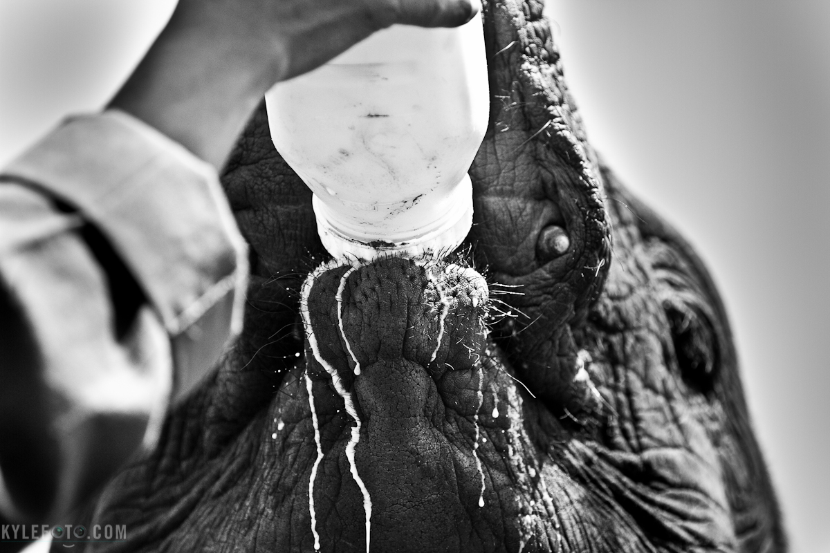 thirstythursdayelephants-1.jpg