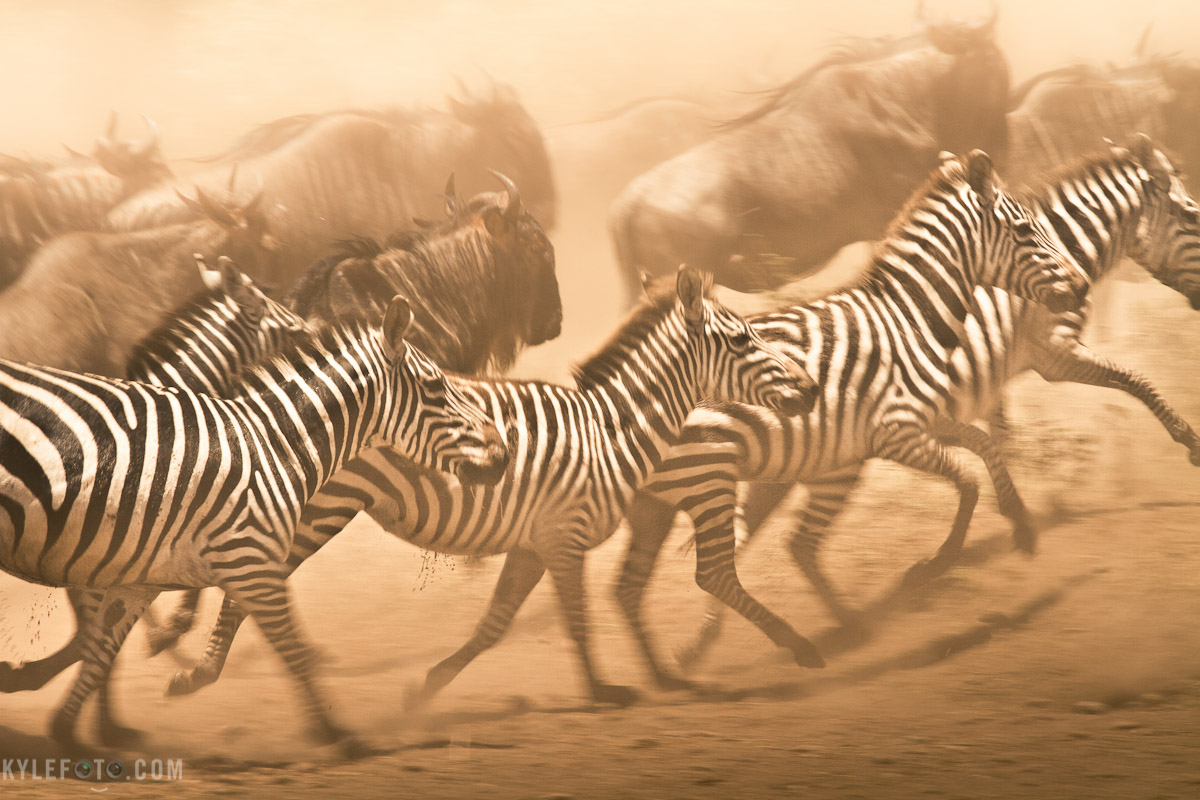 actionmondayzebra-1.jpg