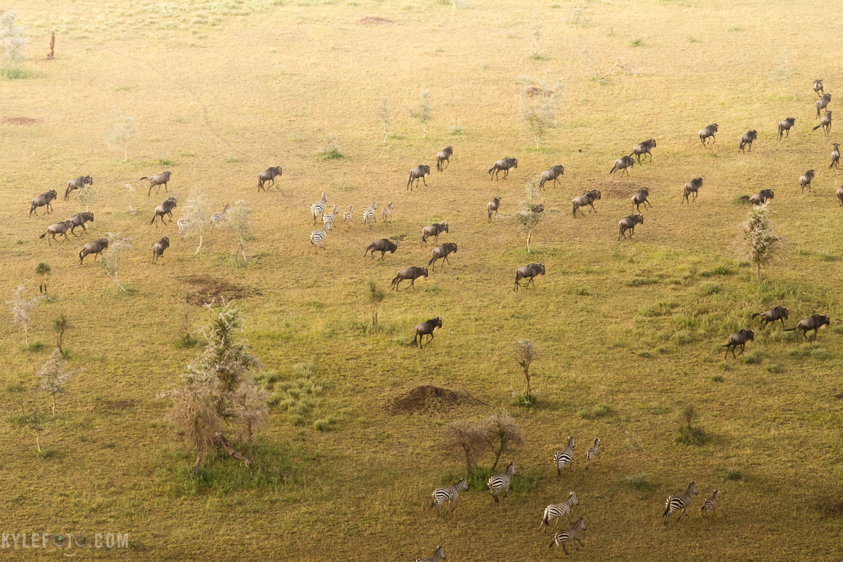 africatursday-1.jpg