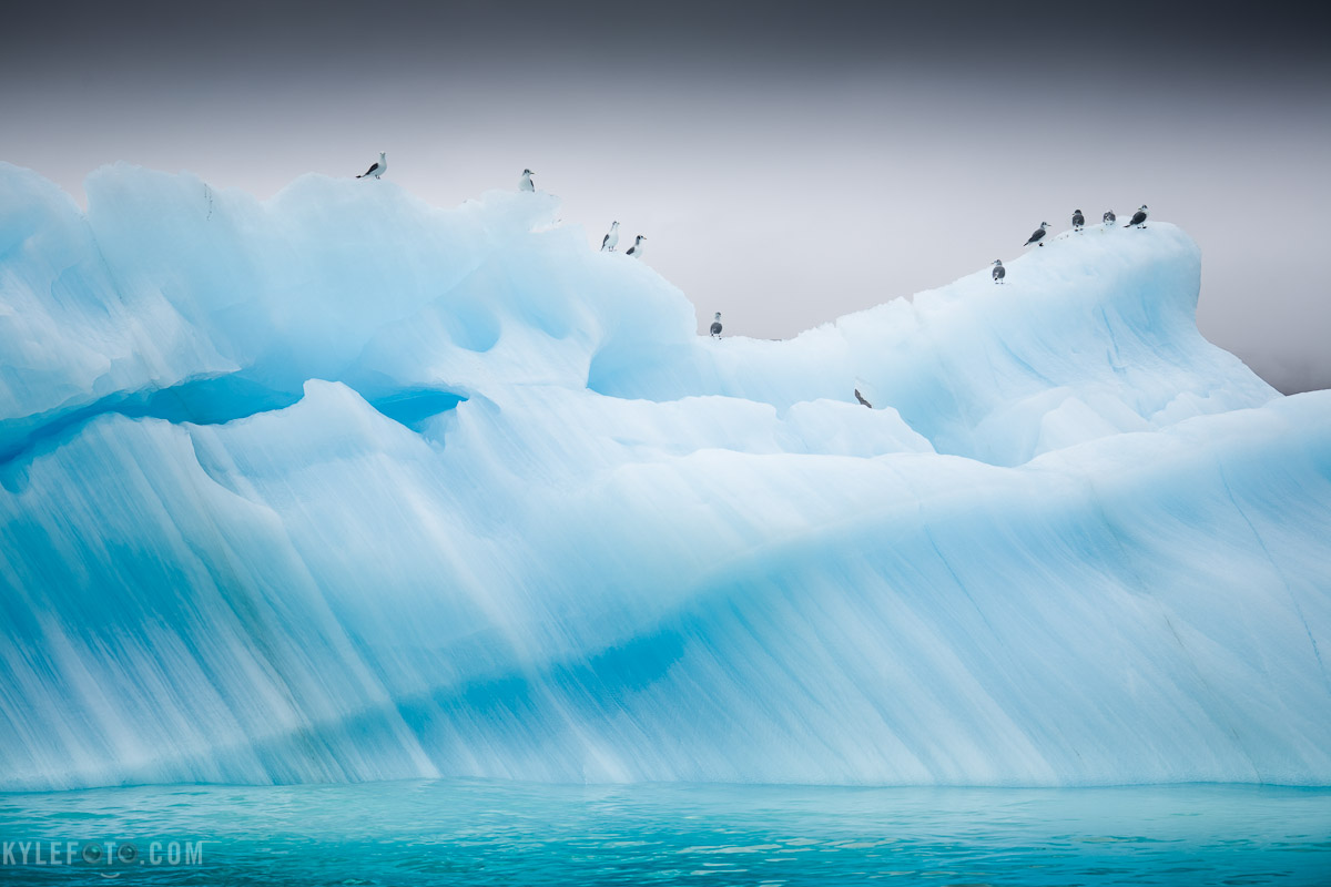 arctickittiwakeiceberg-1.jpg