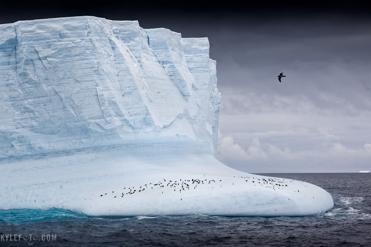 penguin-iceberg-1.jpg