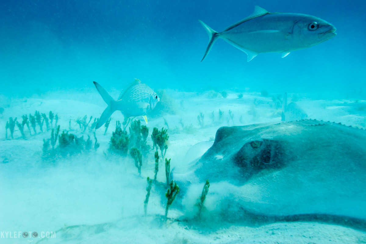 stingray-feeding-1.jpg