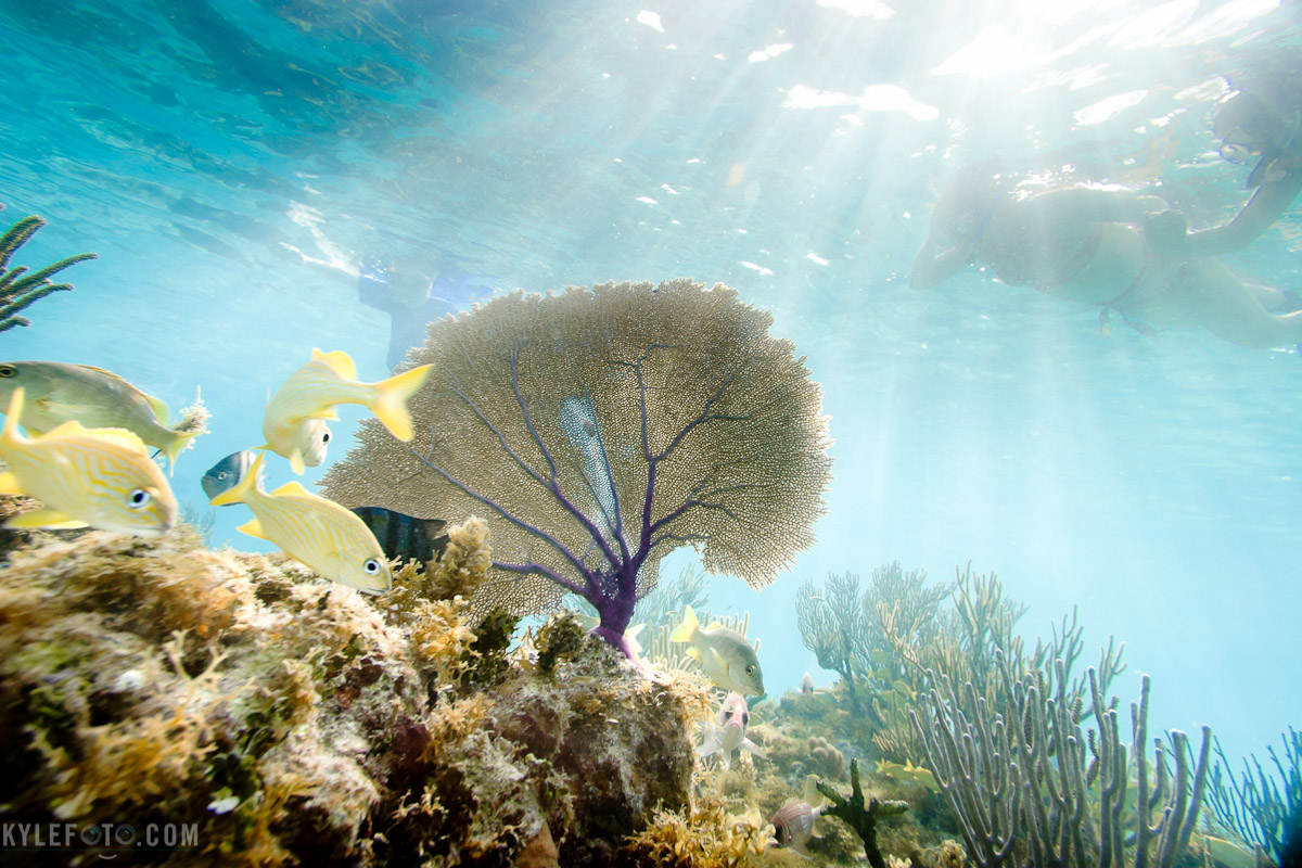sun-ray-sea-fan.jpg