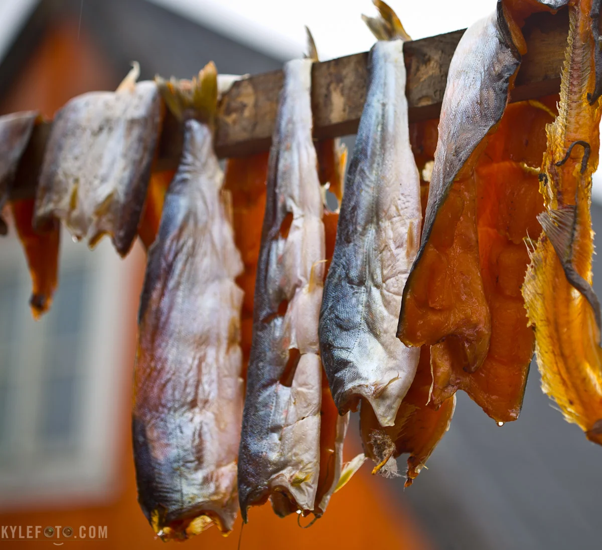 arcticchar-1.jpg
