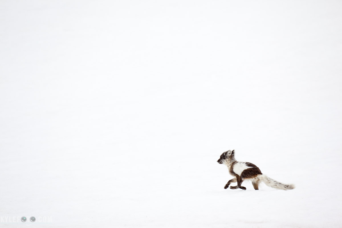arcticfox-1.jpg