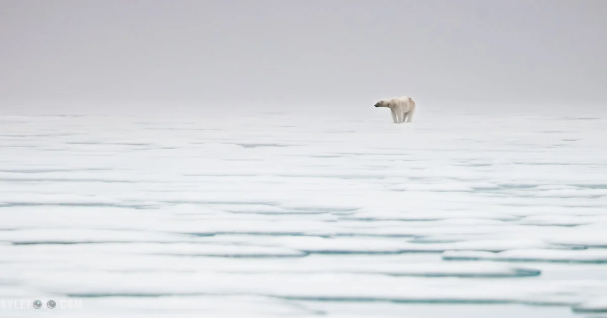 polar-bear-1.jpg
