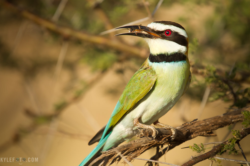 beeeater.jpg