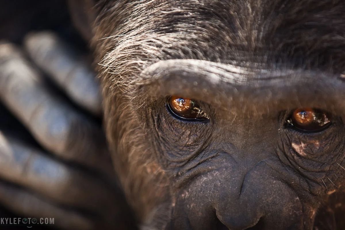 chimp-9145.jpg