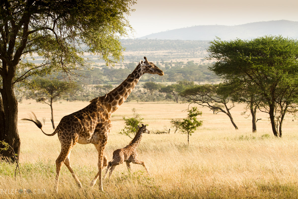 giraffe-and-momma-5.jpg