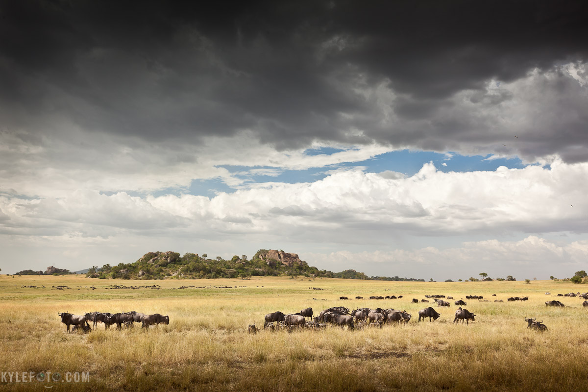 serengeti-1.jpg