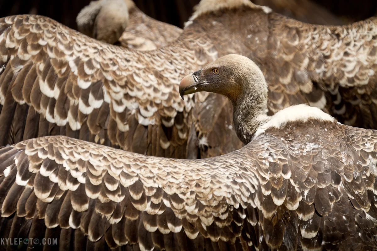 vulture-1.jpg