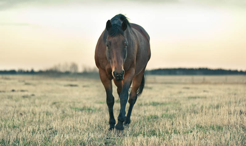 RIDING-9124.jpg