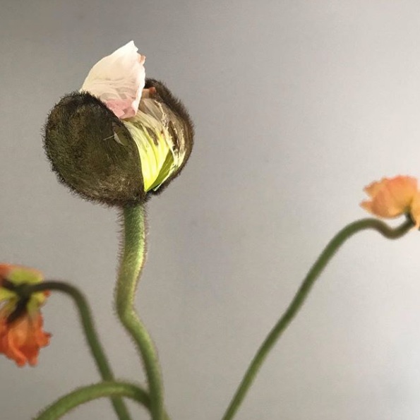 Screen+Shot+2019-06-08+at+12.44.17+PM.jpg