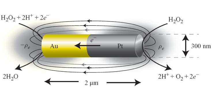  Electron flow generated from Au-Pt nanorod immersed in peroxide solution. Schematic from J. L. Moran and J. D. Posner,  J. Fluid Mech. , 2011,  680 , 31-66. doi:10.1017/jfm.2011.132   