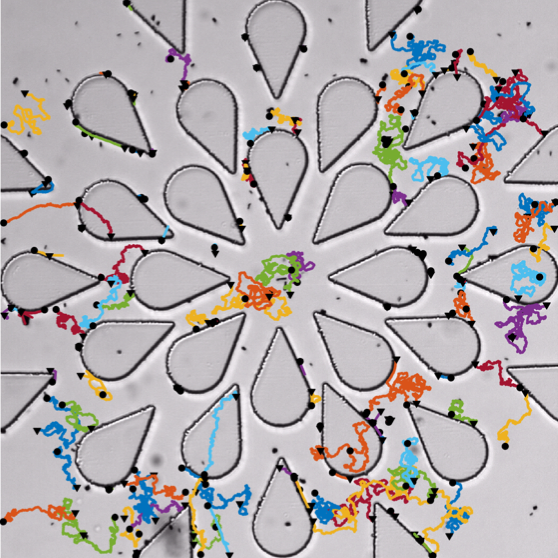 Trajectories of nanorod swimmers around teardrop scaffolds