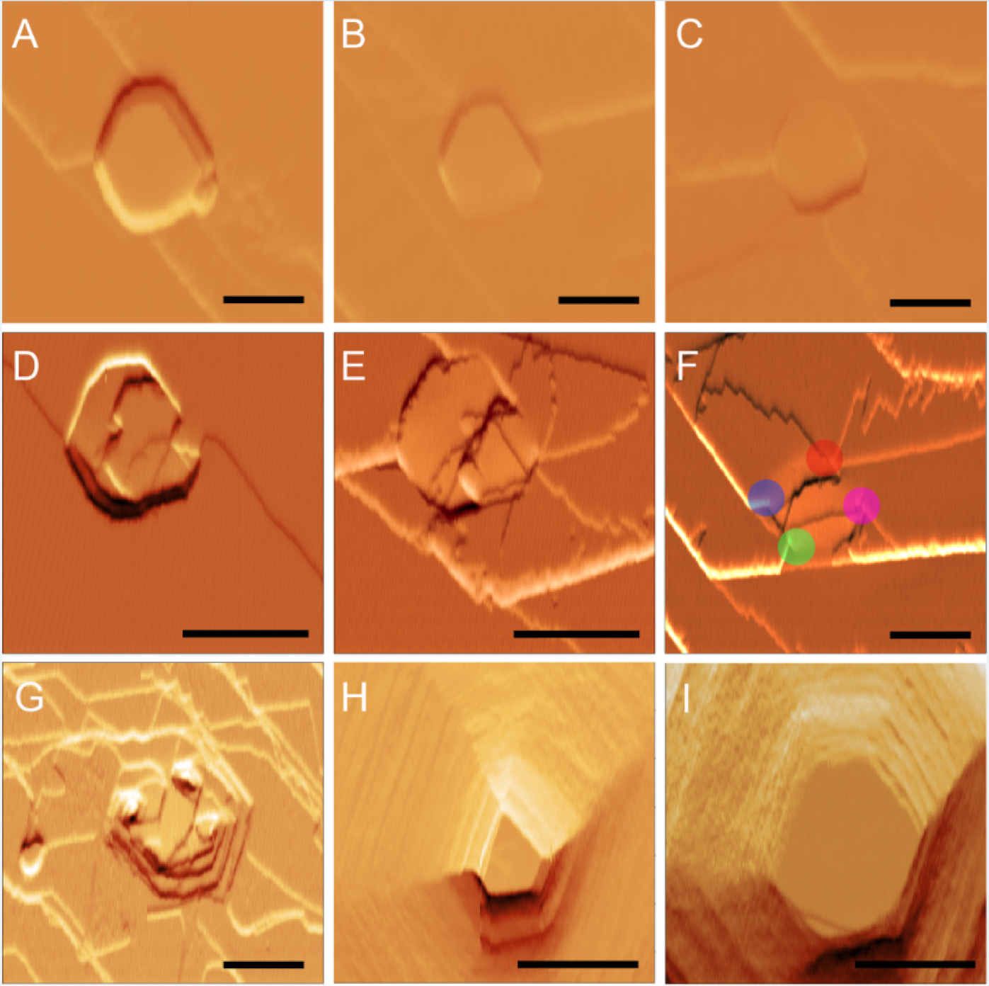  (A–F) AFM deflection error images acquired during real-time in situ growth of the l-cystine {0001} face in supersaturated solution; (G–I) AFM images of the same region during dissolution in undersaturated solution 