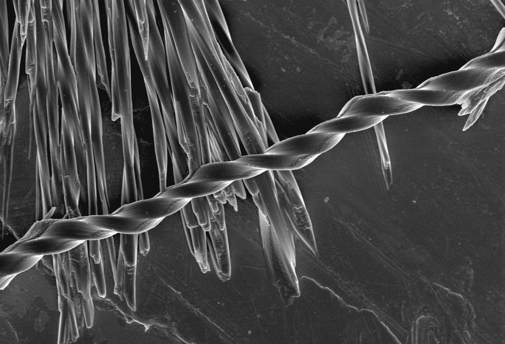  CryoSEM image of solution grown twisted benzamide (form II) crystals 