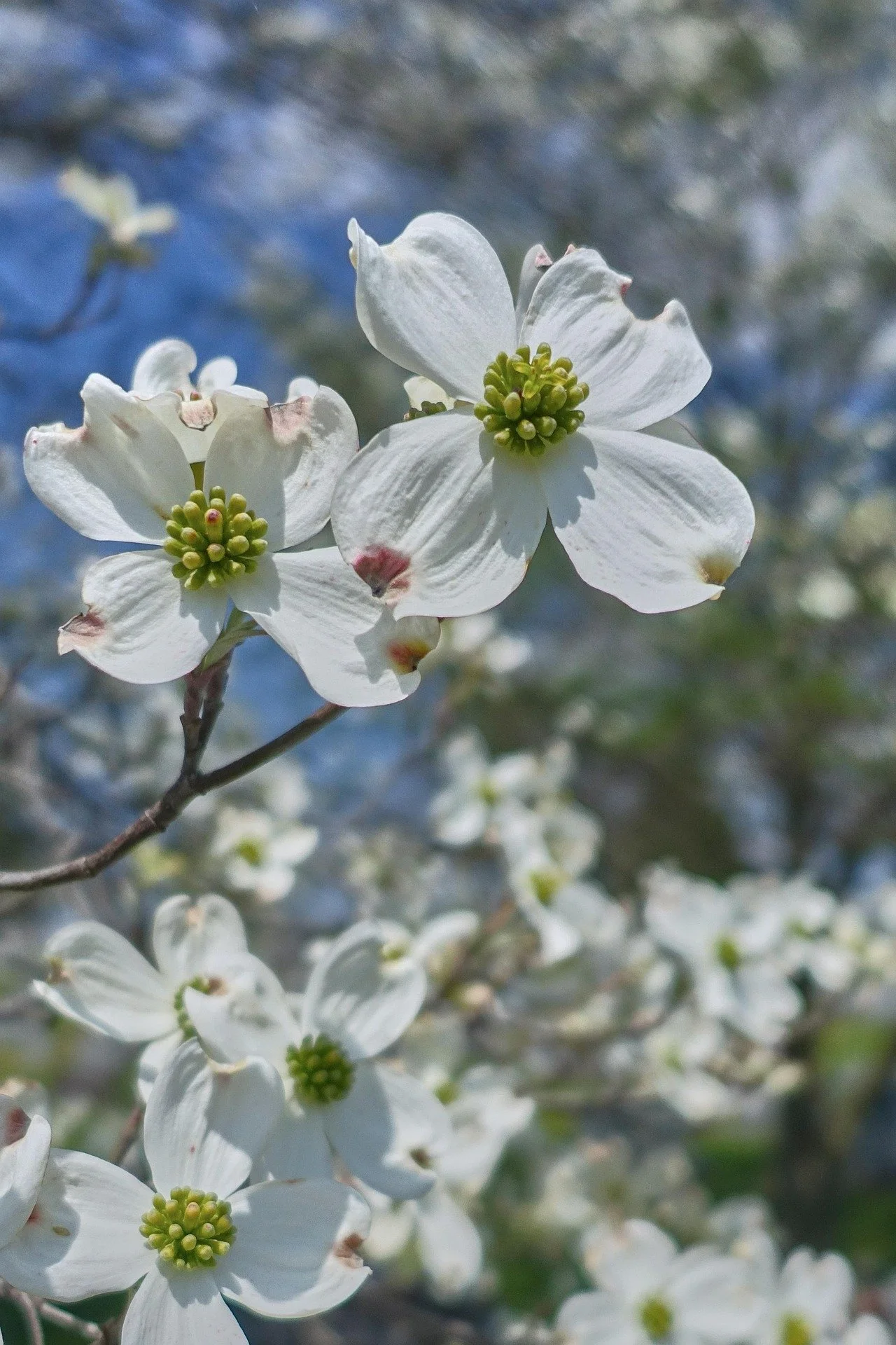 Close-up of white dogwood flowers with green centers against a blurred sky and tree branches background.