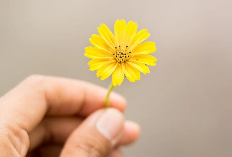 Person holding a small yellow flower with a blurred neutral background.