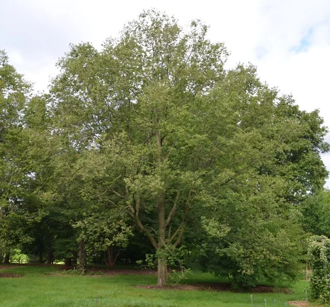 SelecTree: A Tree Selection Guide