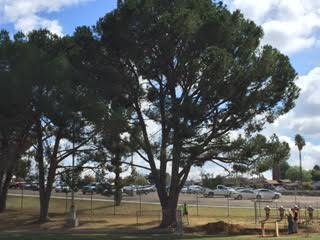 Beautiful stone pine, B.C..jpe