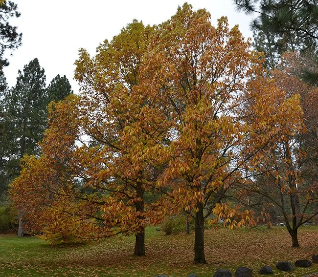 American Chestnut.jpg