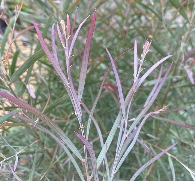 Willow Wattle.jpg