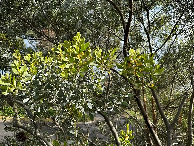 Silver Mulga.jpg