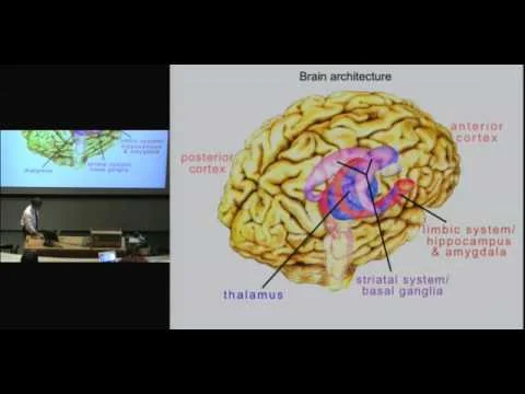 Brains, and their applications