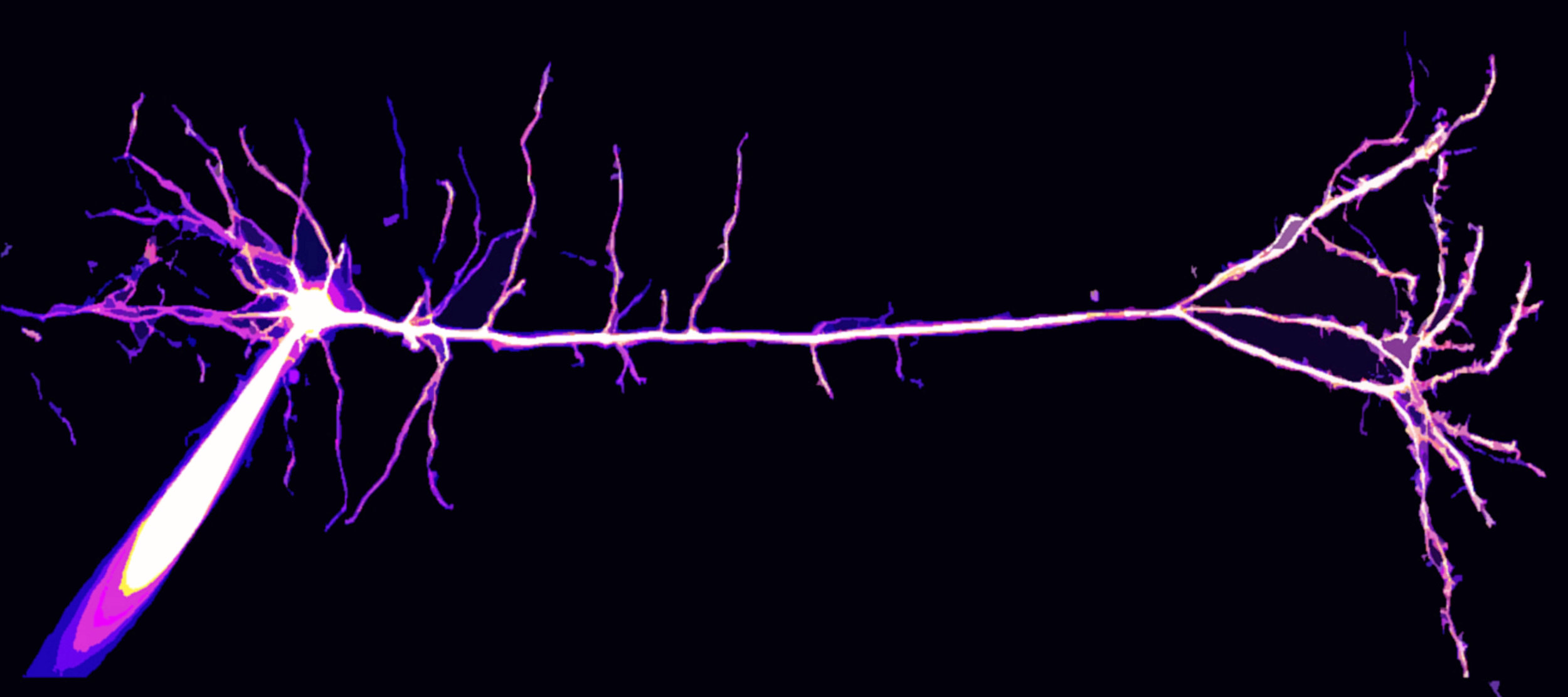 neuron sideways.jpg