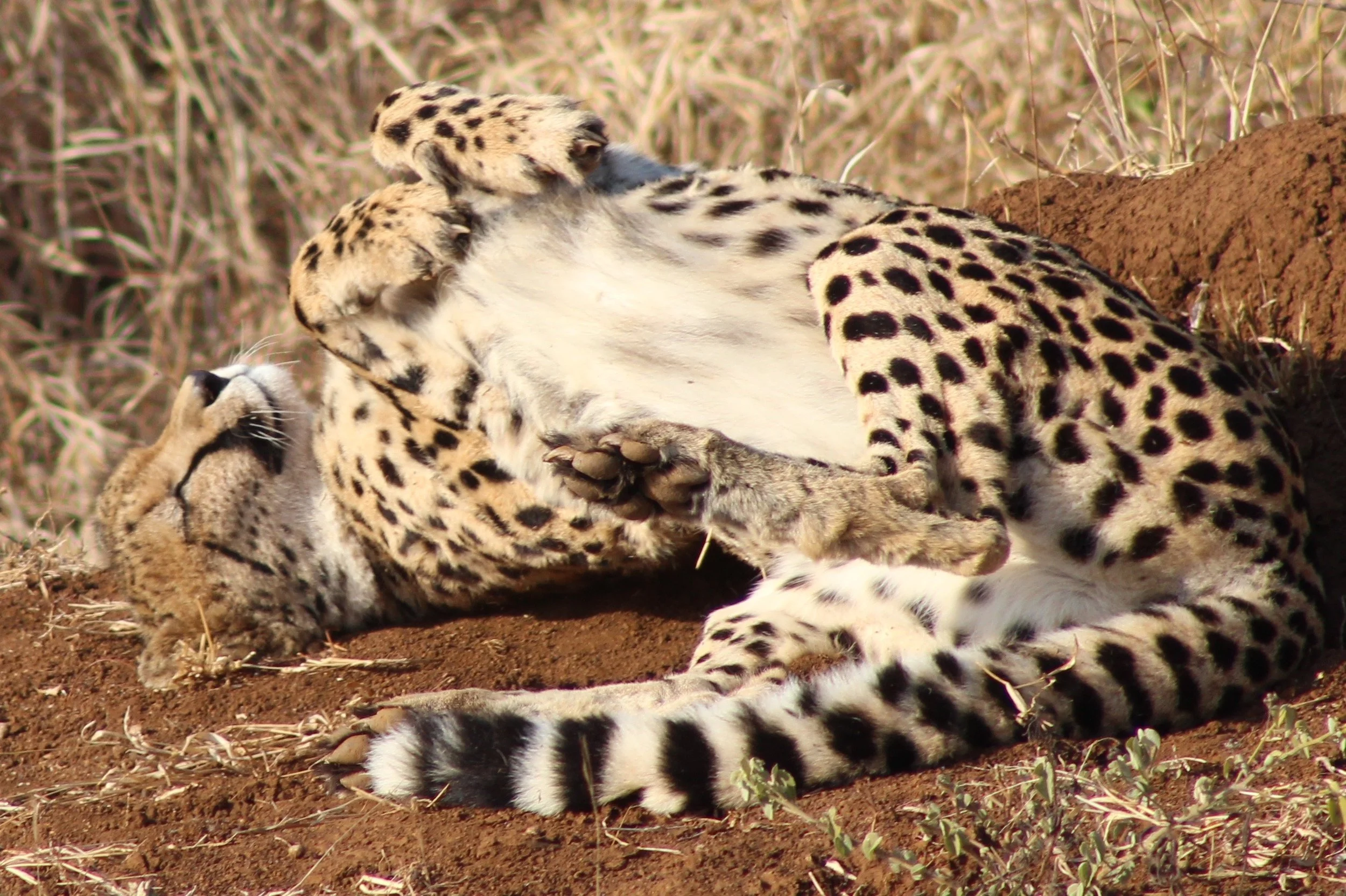 cheetah rolling over.jpg