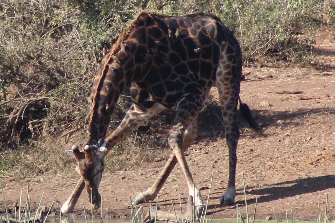 black giraffe drinking.jpg