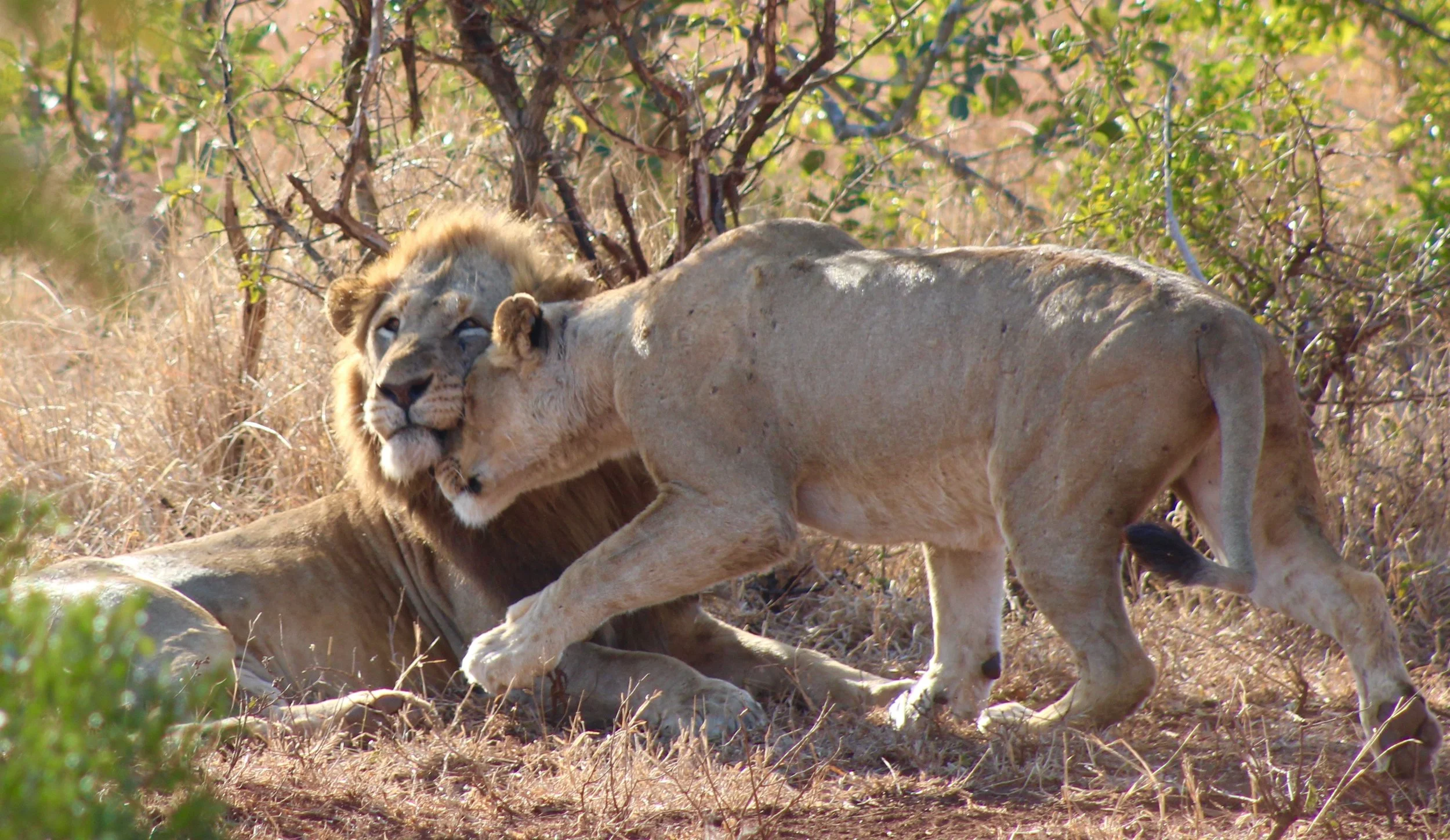 lions nuzzling.jpg