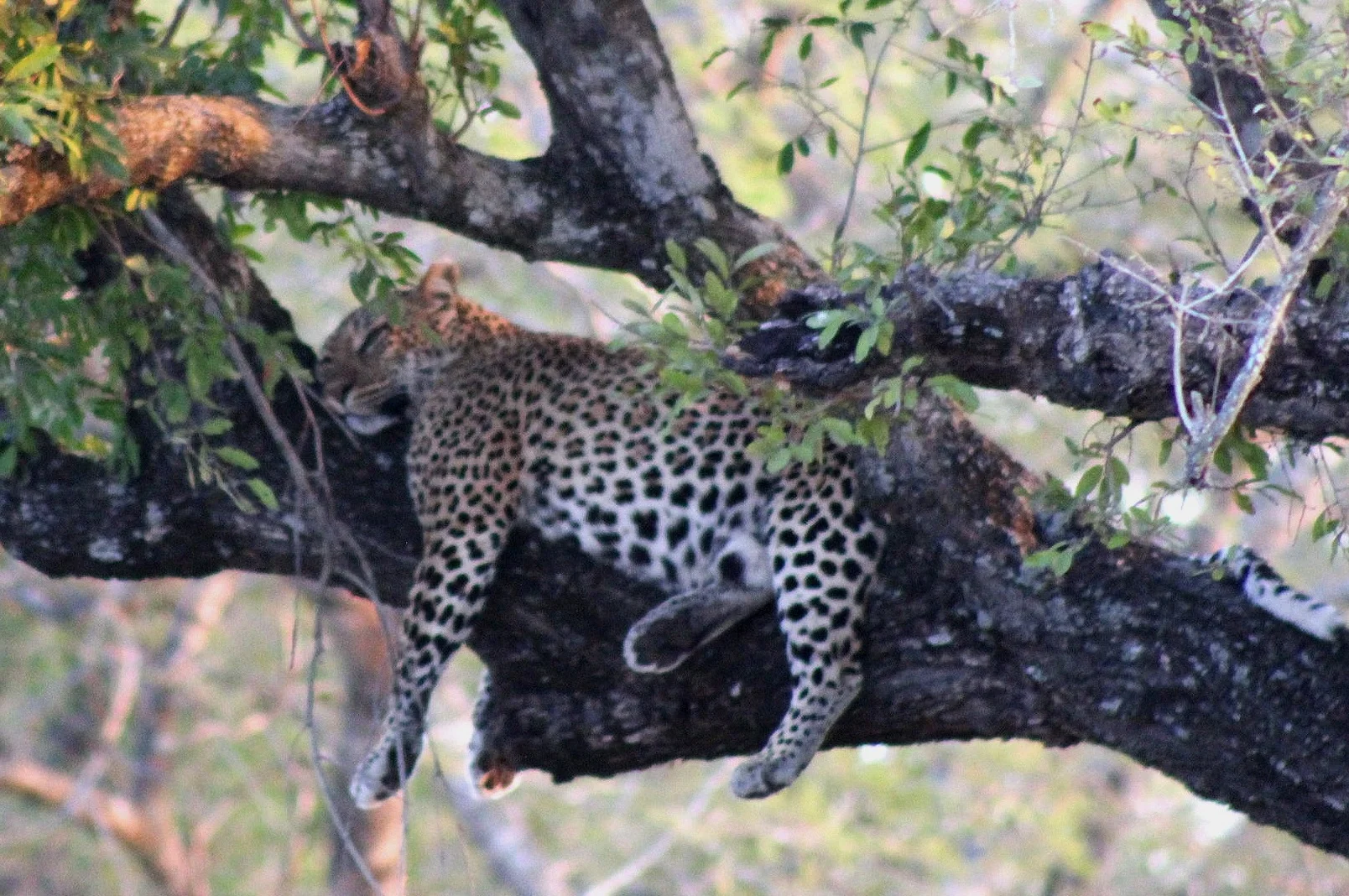 cheetah%2Bin%2Btree.jpg