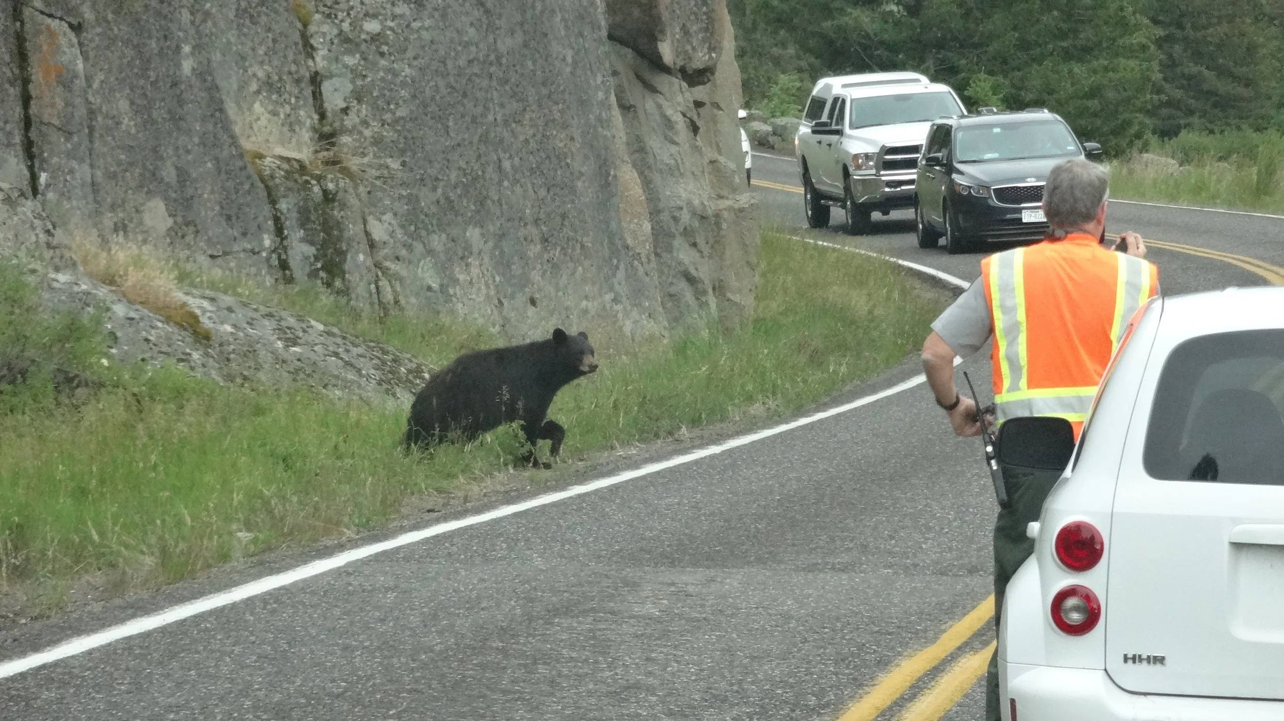 baby bear crossing road.jpg