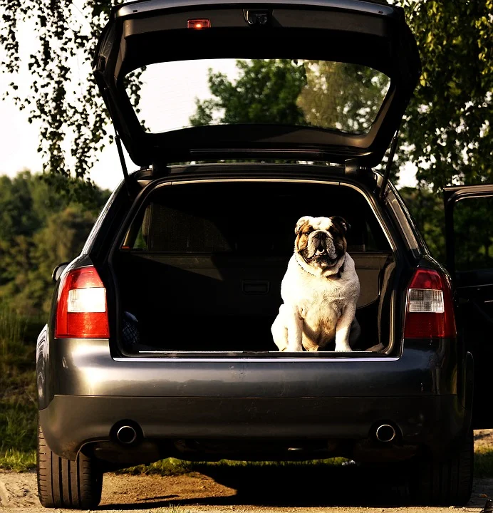 auto dog.jpg