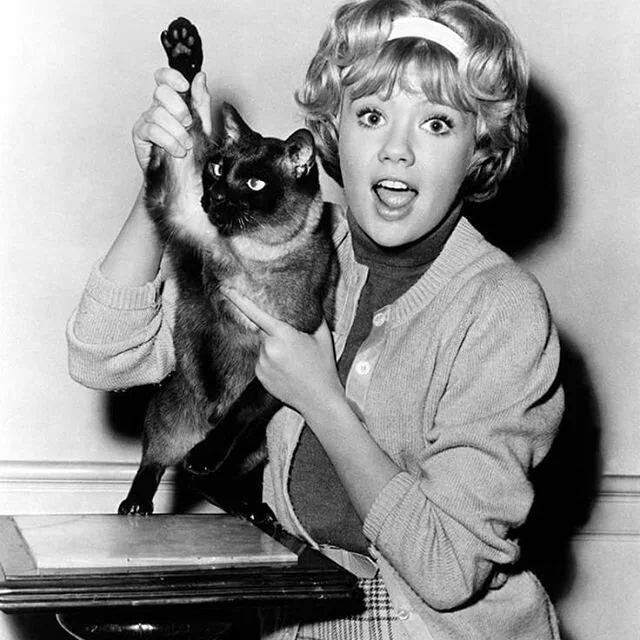 We are saying goodbye to our favourite talented, charming, gorgeous Disney star, Hayley &quot;Brando&quot; Mills. Disney's That Darn Cat (1965) is a perfect farewell to our darling girl. This episode is available now on #applepodcasts #stitcher #goog