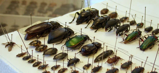 bugs-on-pins.jpg