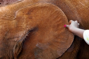 Now this is an ear....