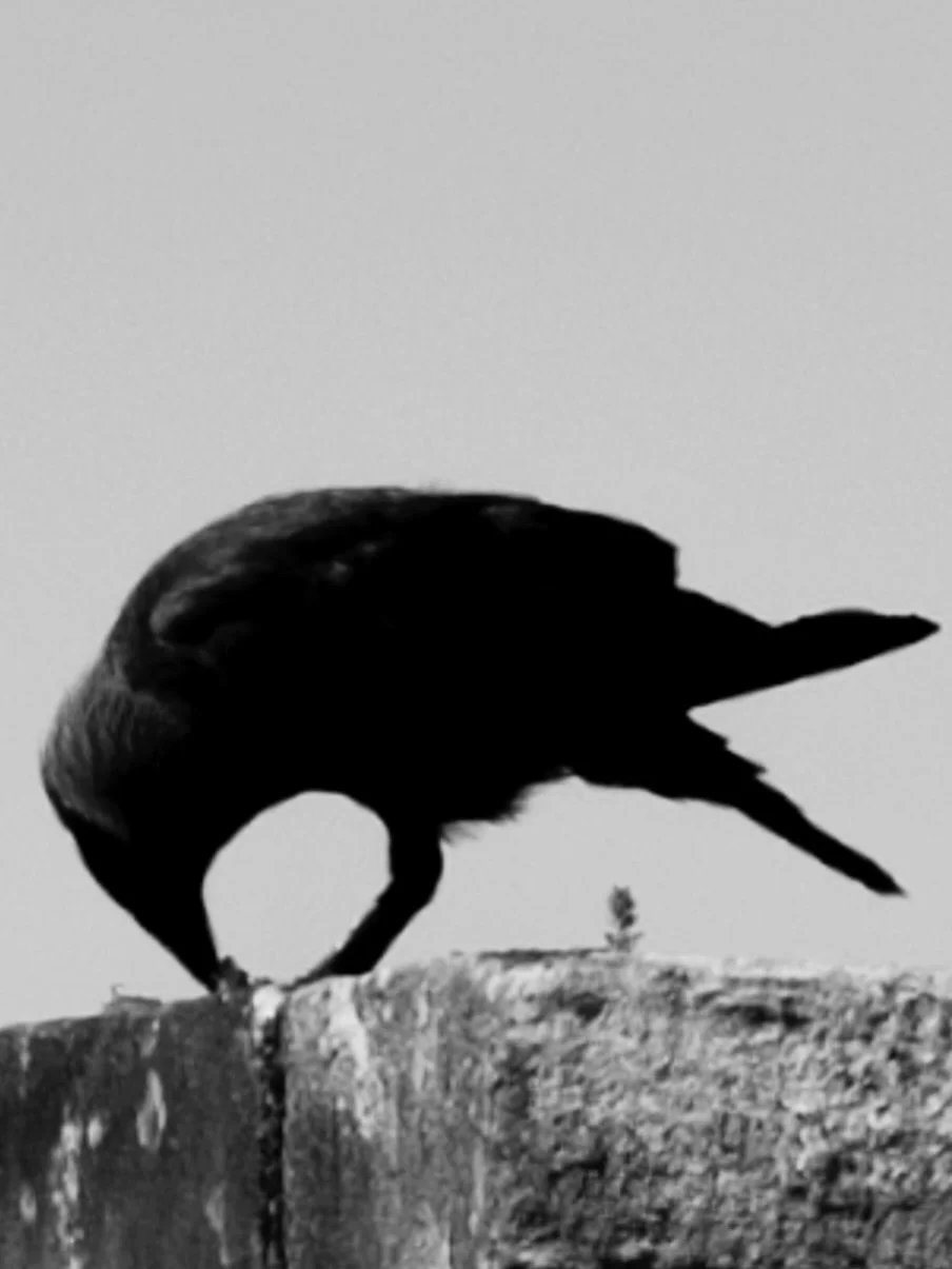on the ramparts of Stirling Castle a jackdaw bends between Giotto&rsquo;s freehand red circle and Susan Rothenberg&rsquo;s &ldquo;Pink Raven&rdquo;